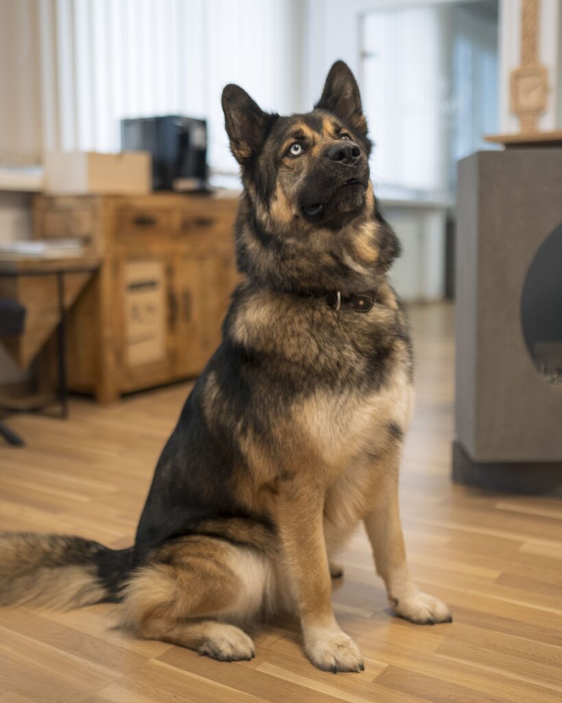 Aiko
